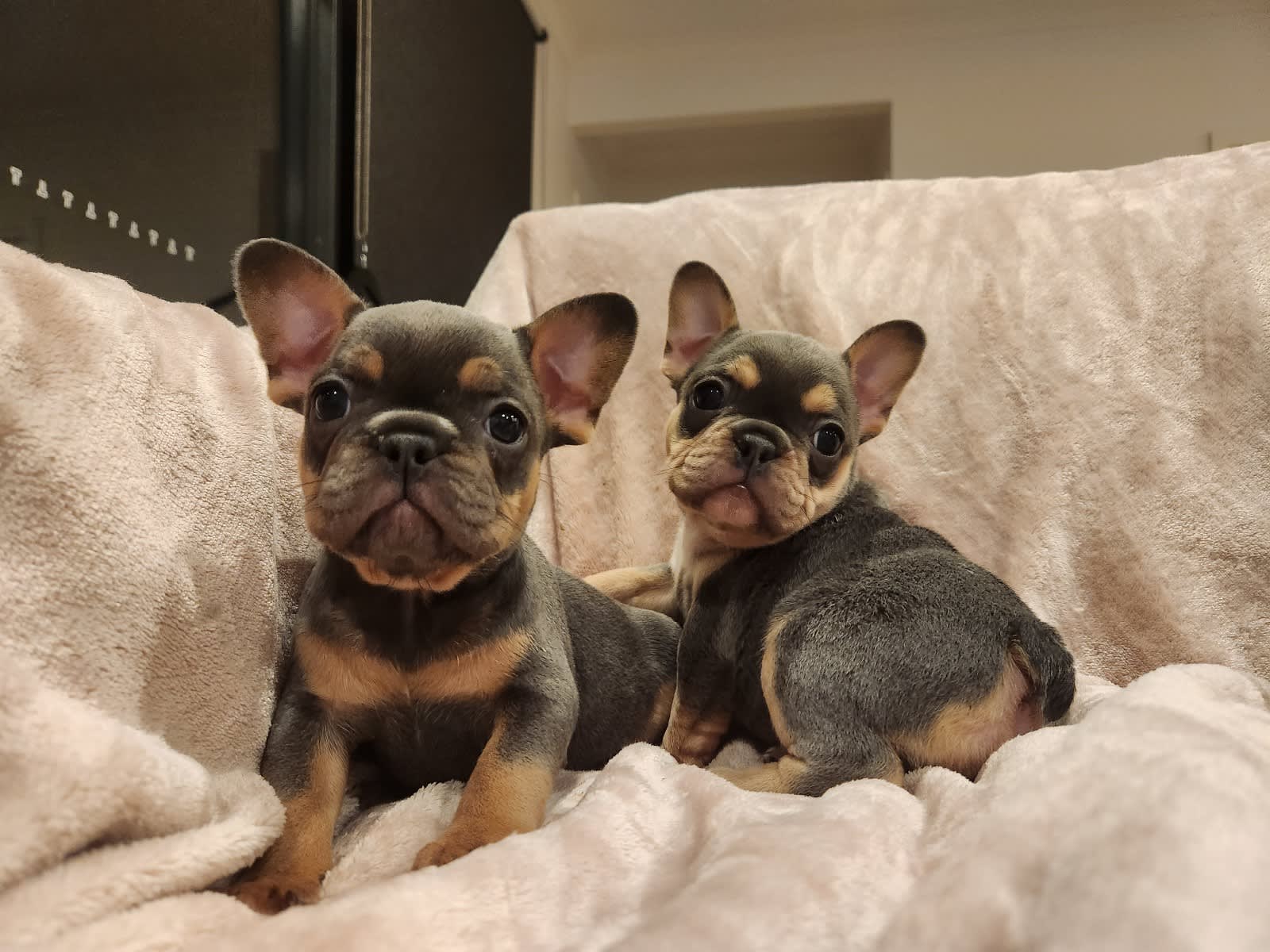 Fluffy French Bulldogs  Future Frenchies  England