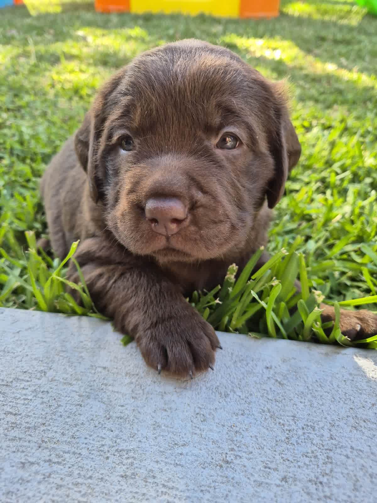 Labrador puppies for cape town fashion gumtree