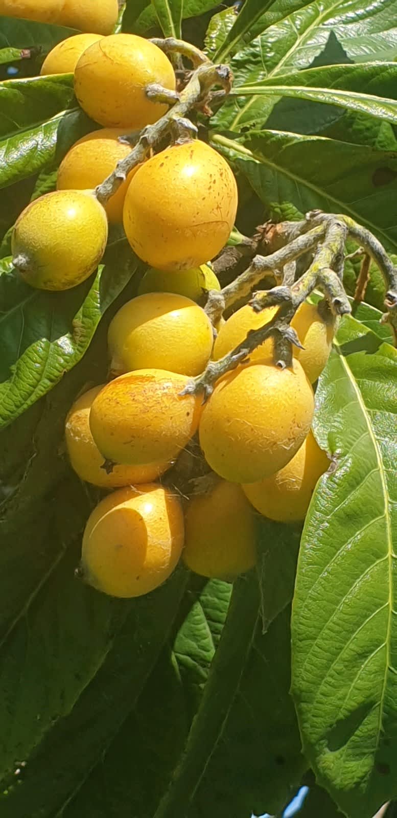 can dogs eat loquat fruit