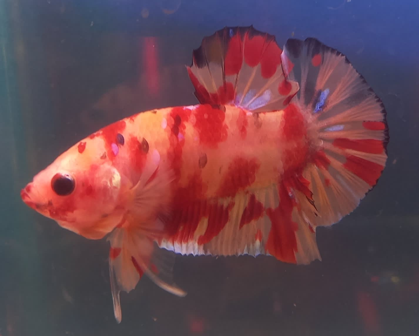 Gumtree hot sale betta fish