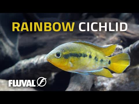 rainbow cichlid