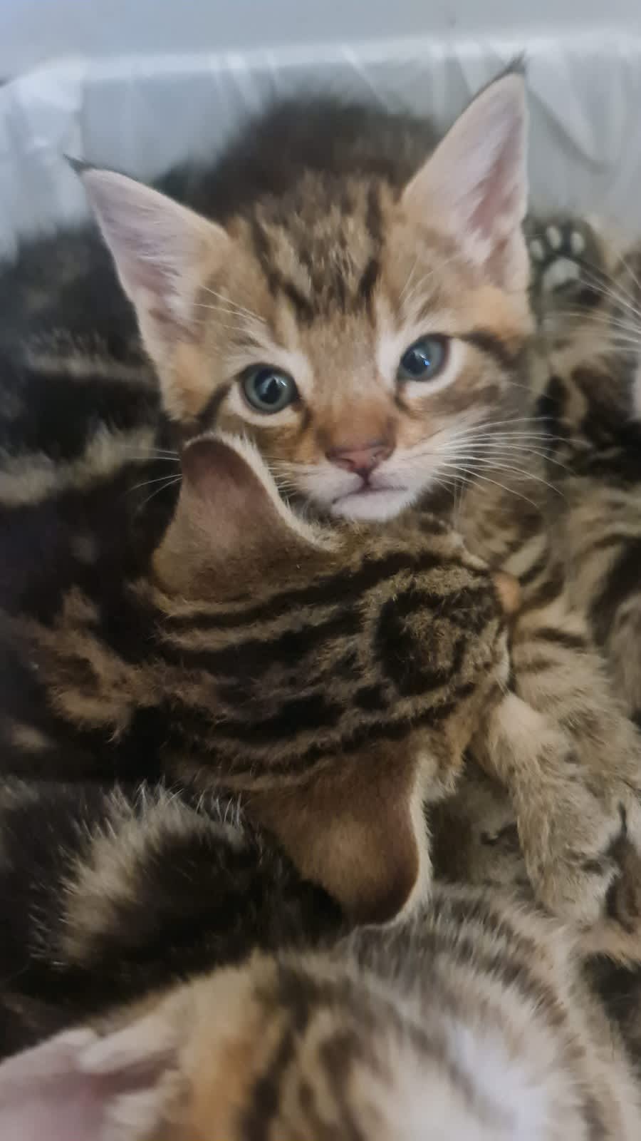 Bengal sale cat gumtree