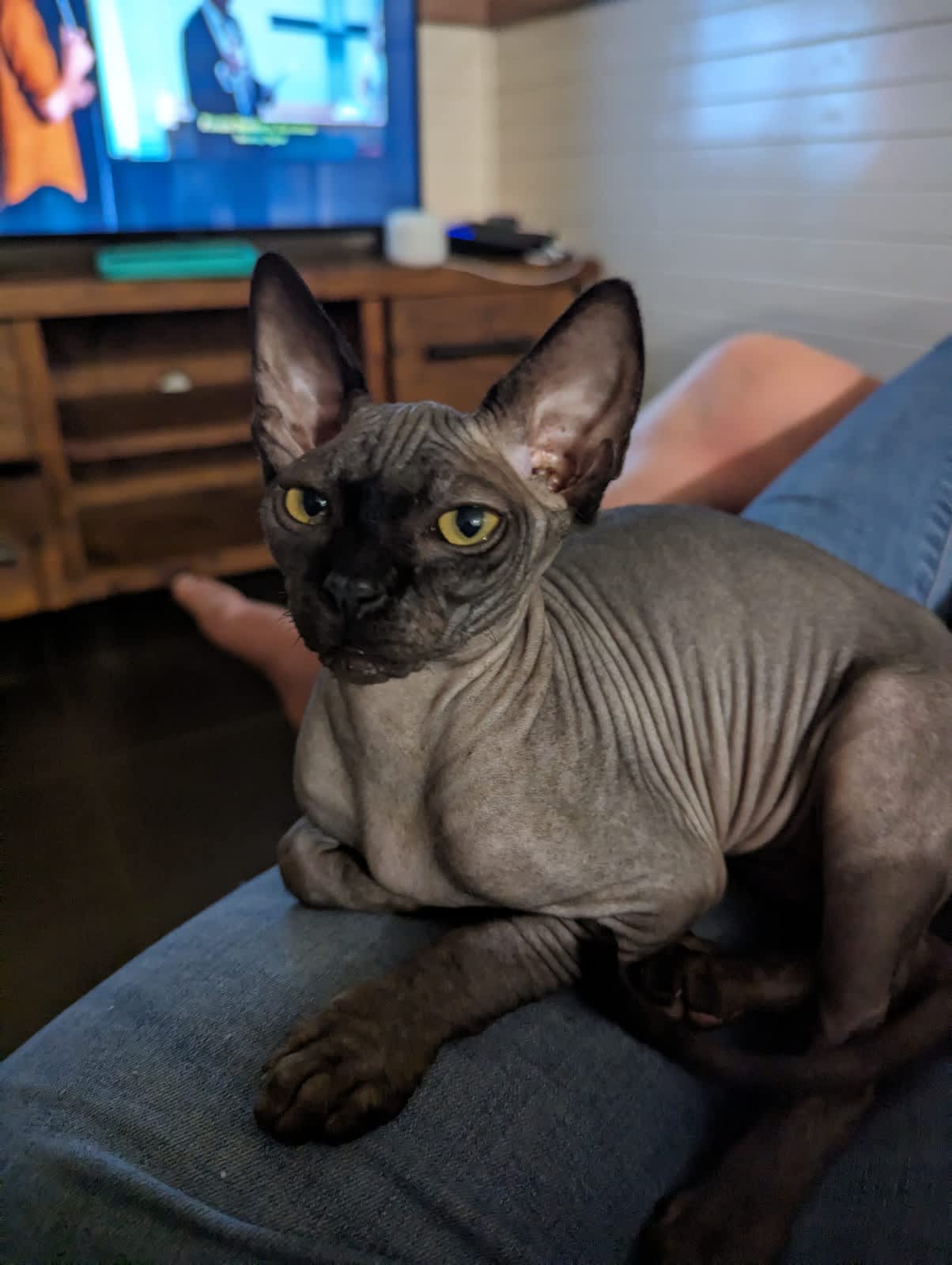 Devon rex hot sale gumtree