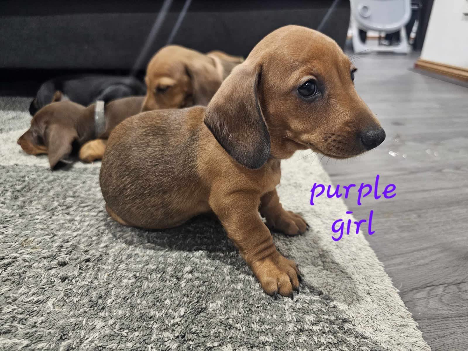 Dachshund puppies for sale clearance vic