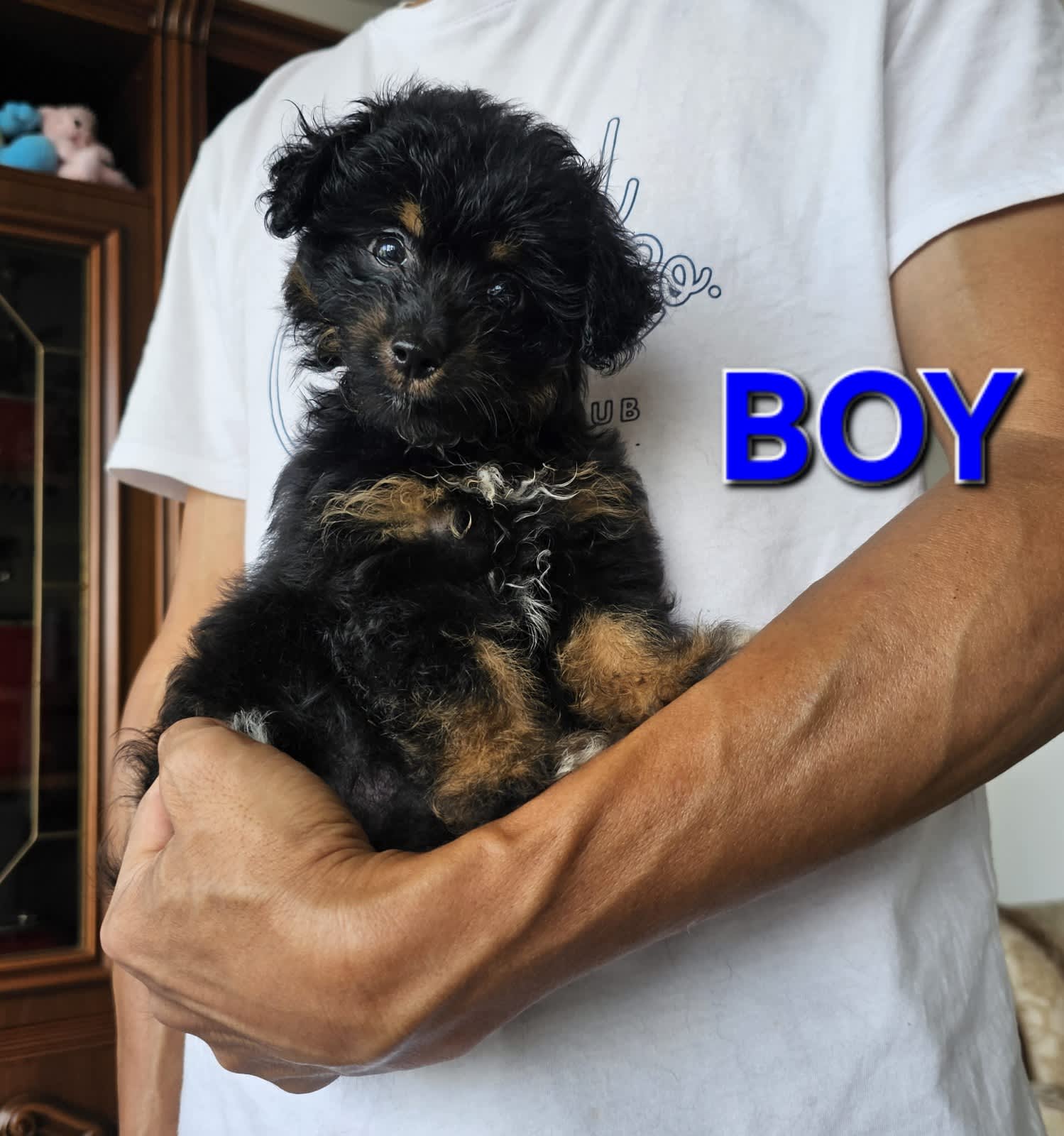 Chi poo puppies sales for sale