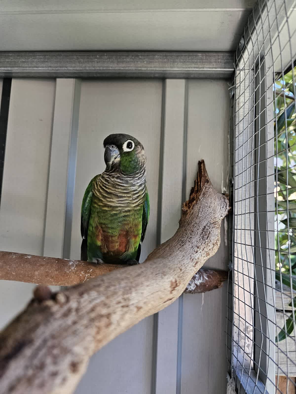 Green cheek online conure for sale