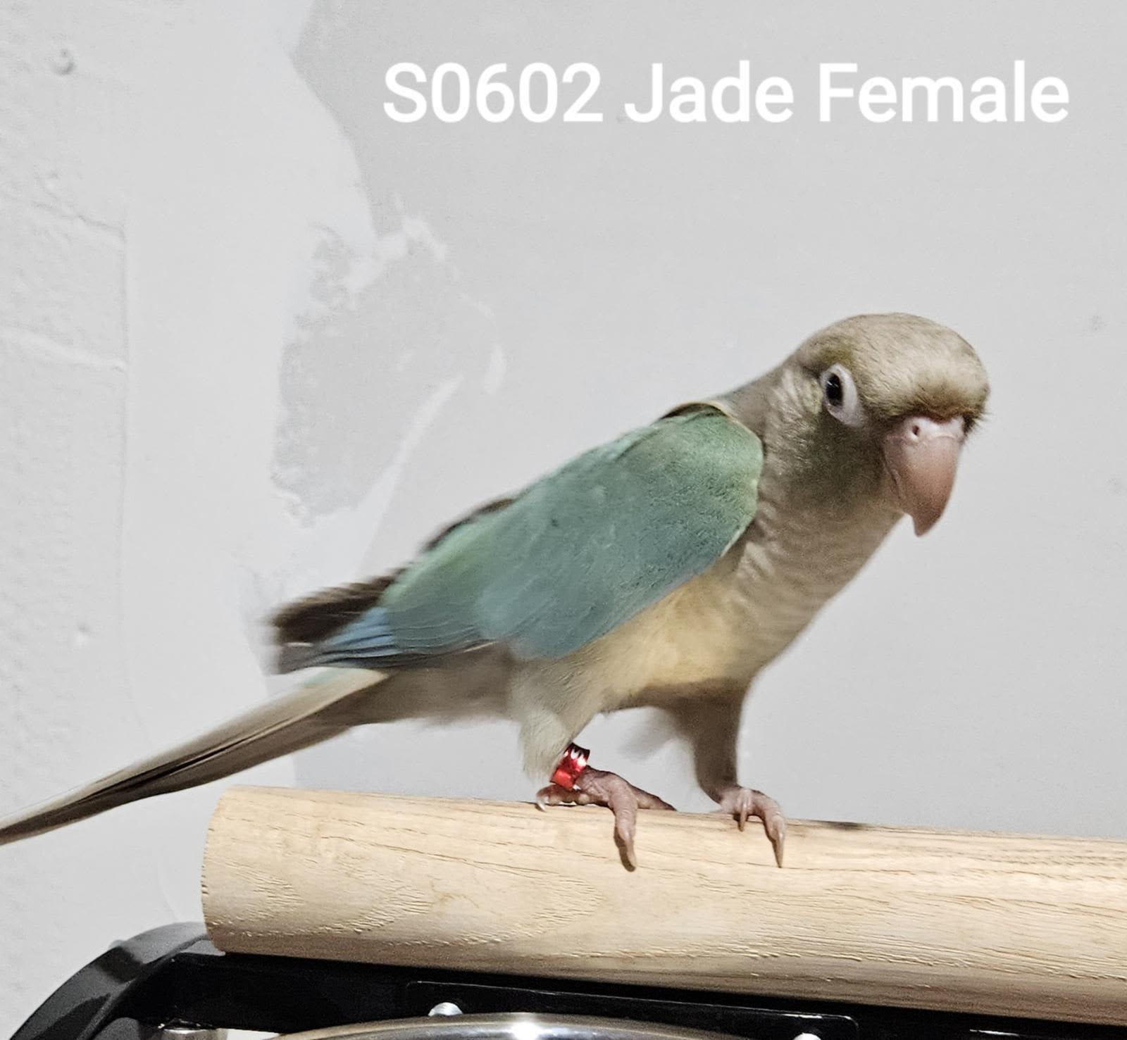 Turquoise parakeet 2024 for sale