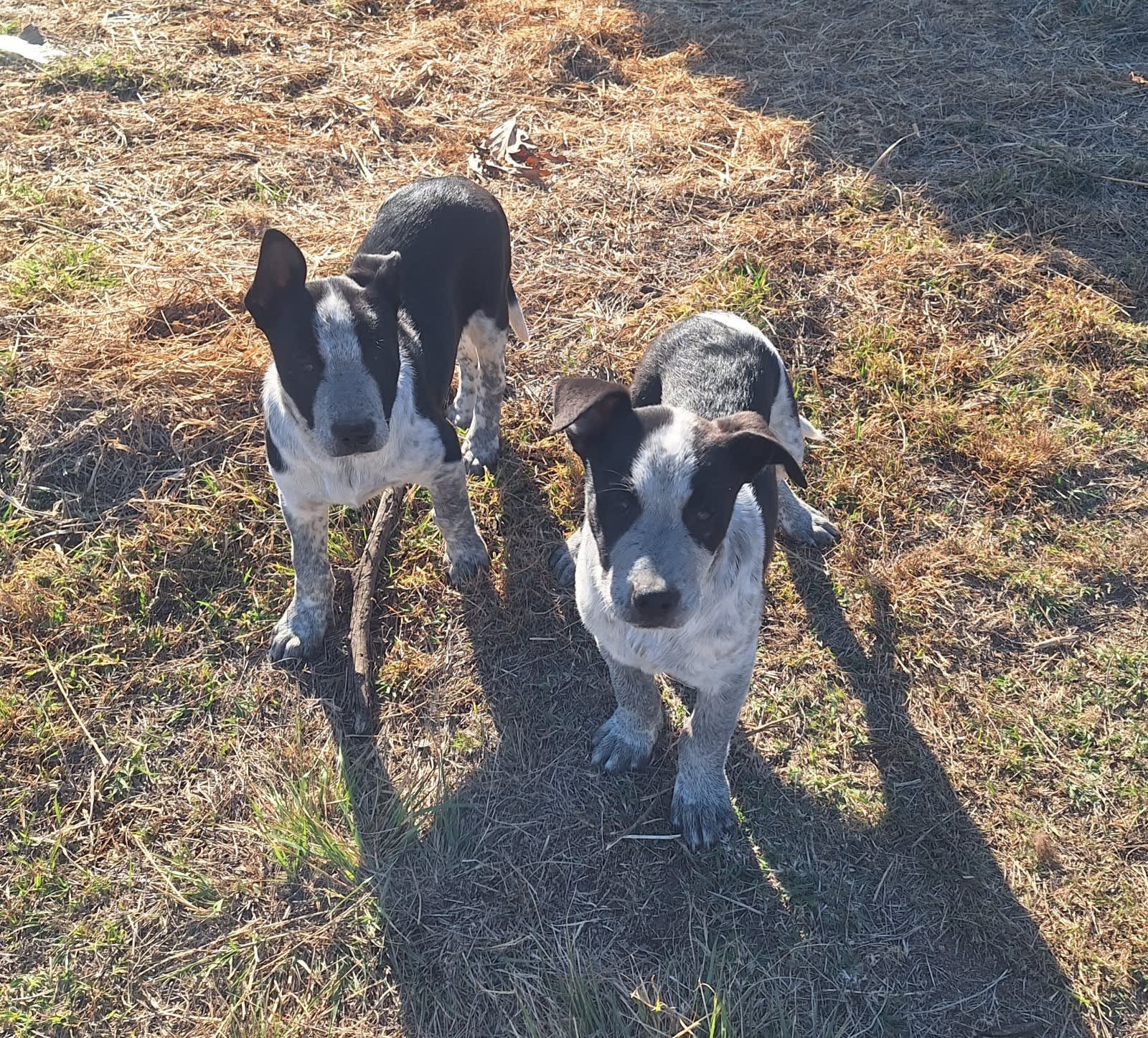 blue heeler collie mix