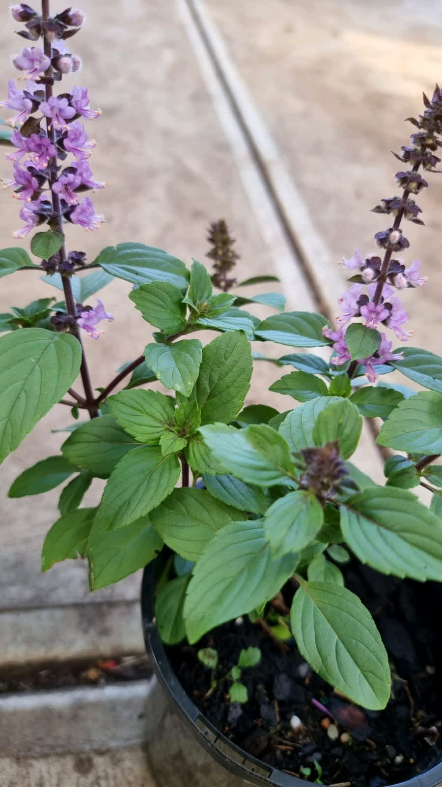 basil plant in Melbourne Region VIC Plants Gumtree Australia