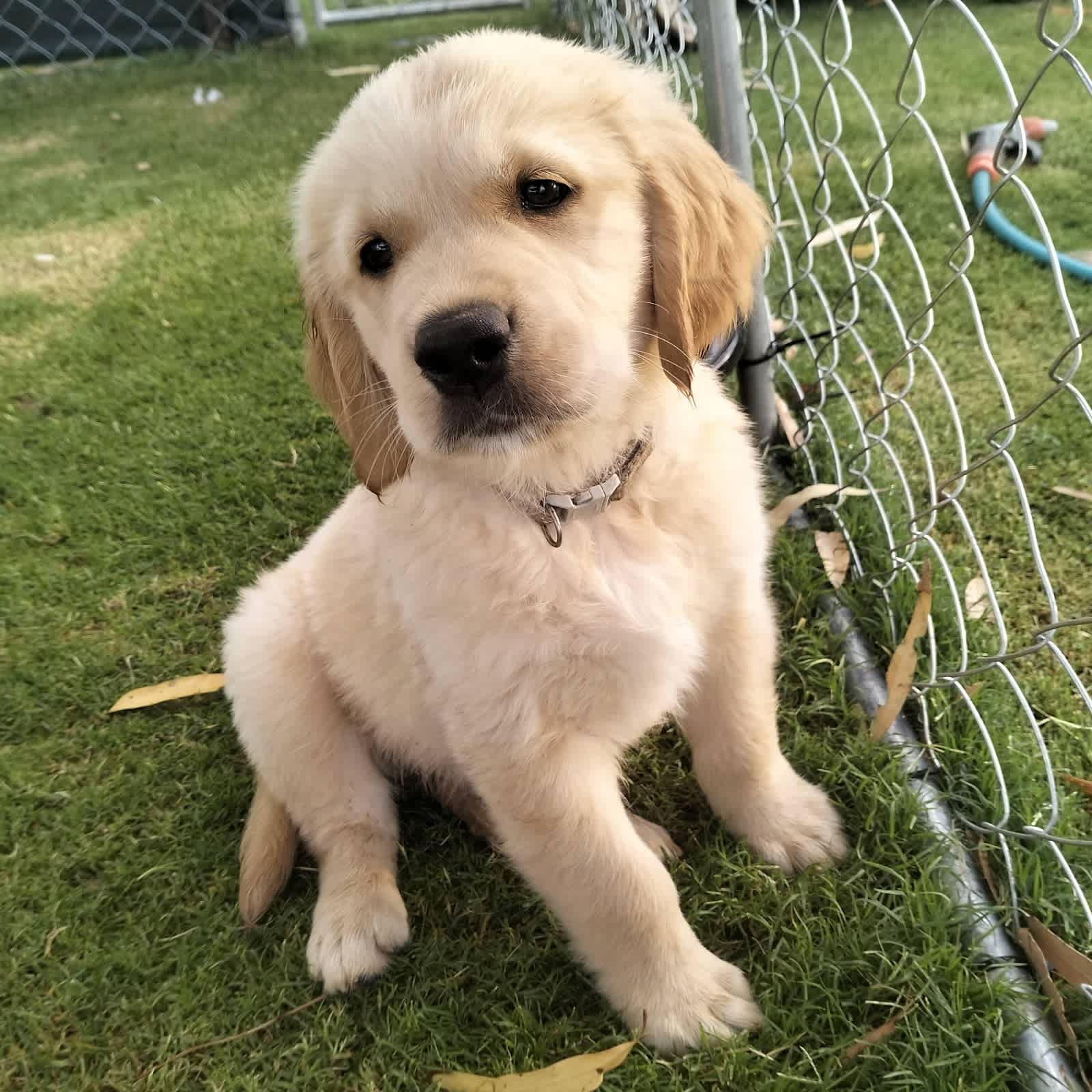 Gumtree golden sale retriever