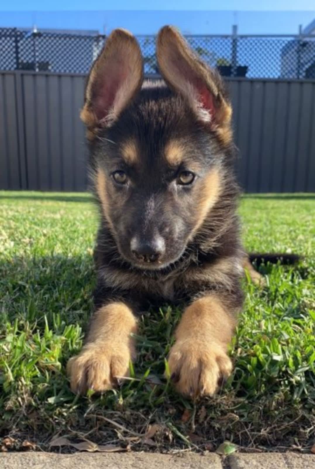 Gumtree hot sale german shepherd