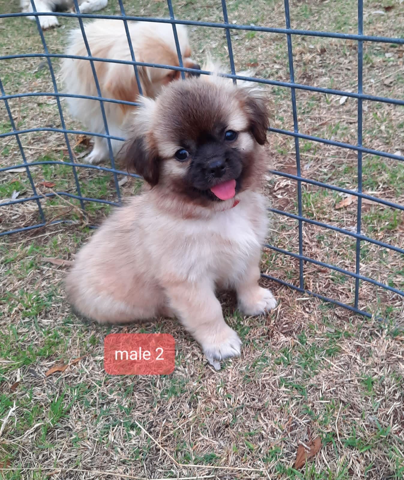 Tibetan mastiff hot sale for sale gumtree