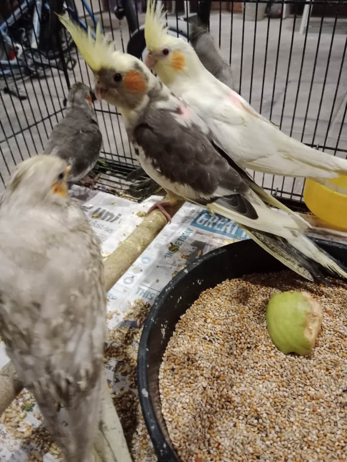 Cockatiel sale 2024 near me