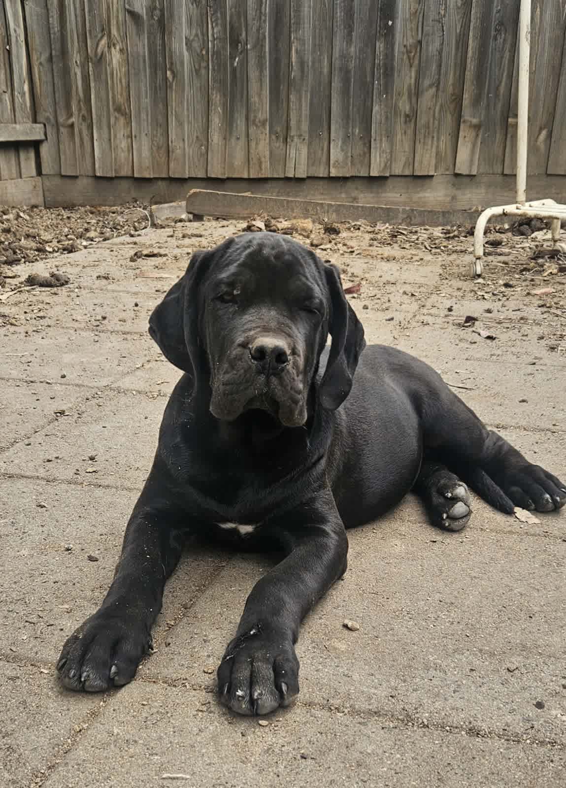 Neapolitan mastiff fashion gumtree