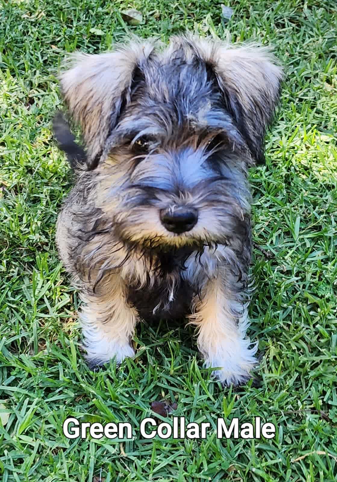 Schnauzer gumtree sale