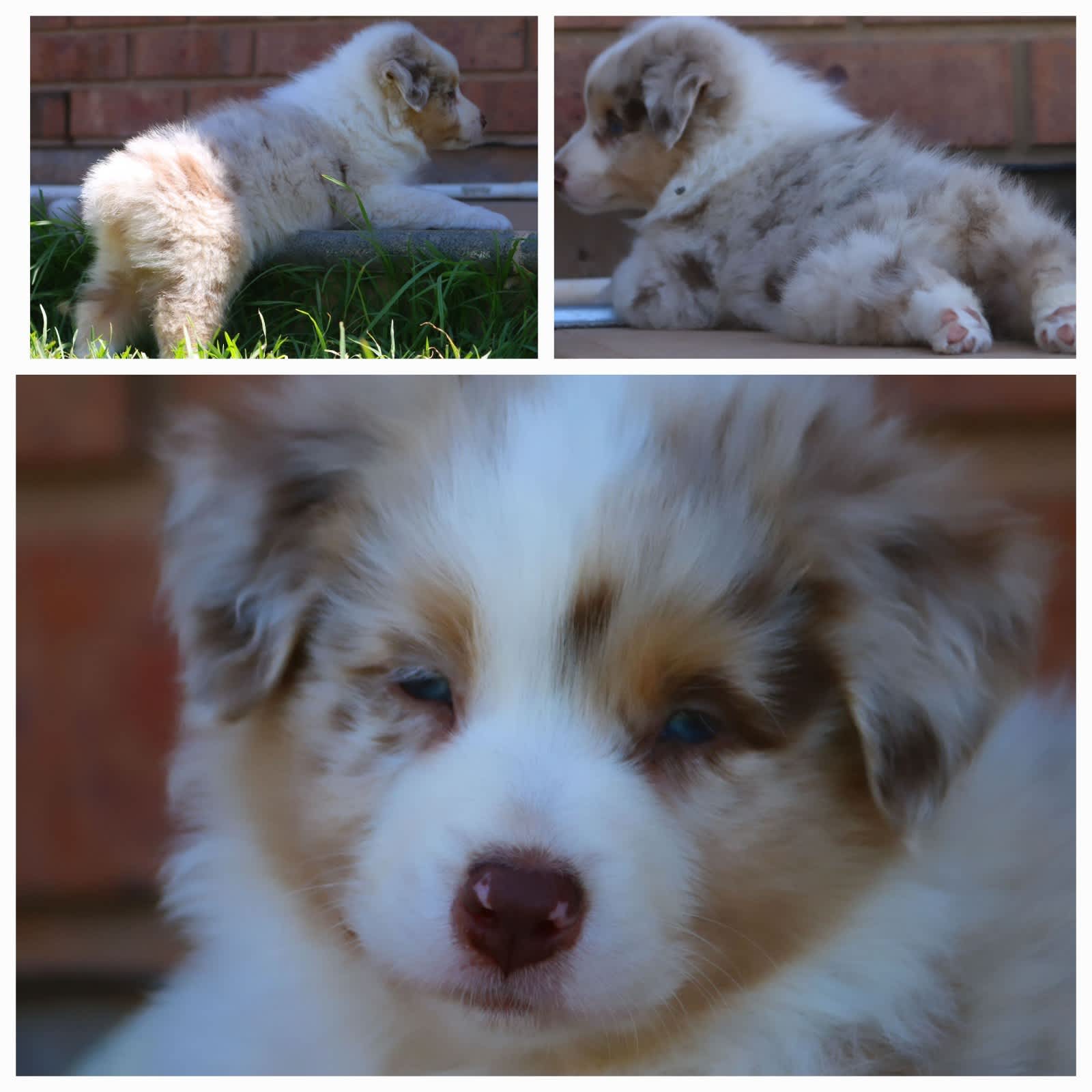 Australian cheap shepherd gumtree