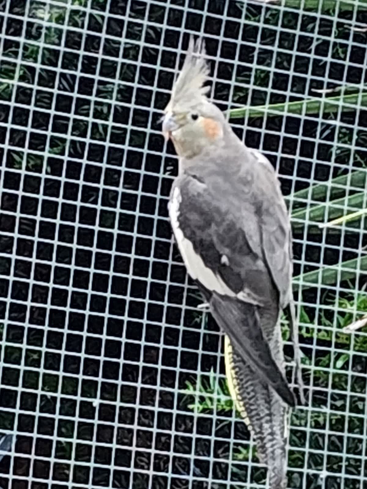 Gumtree cockatiel best sale