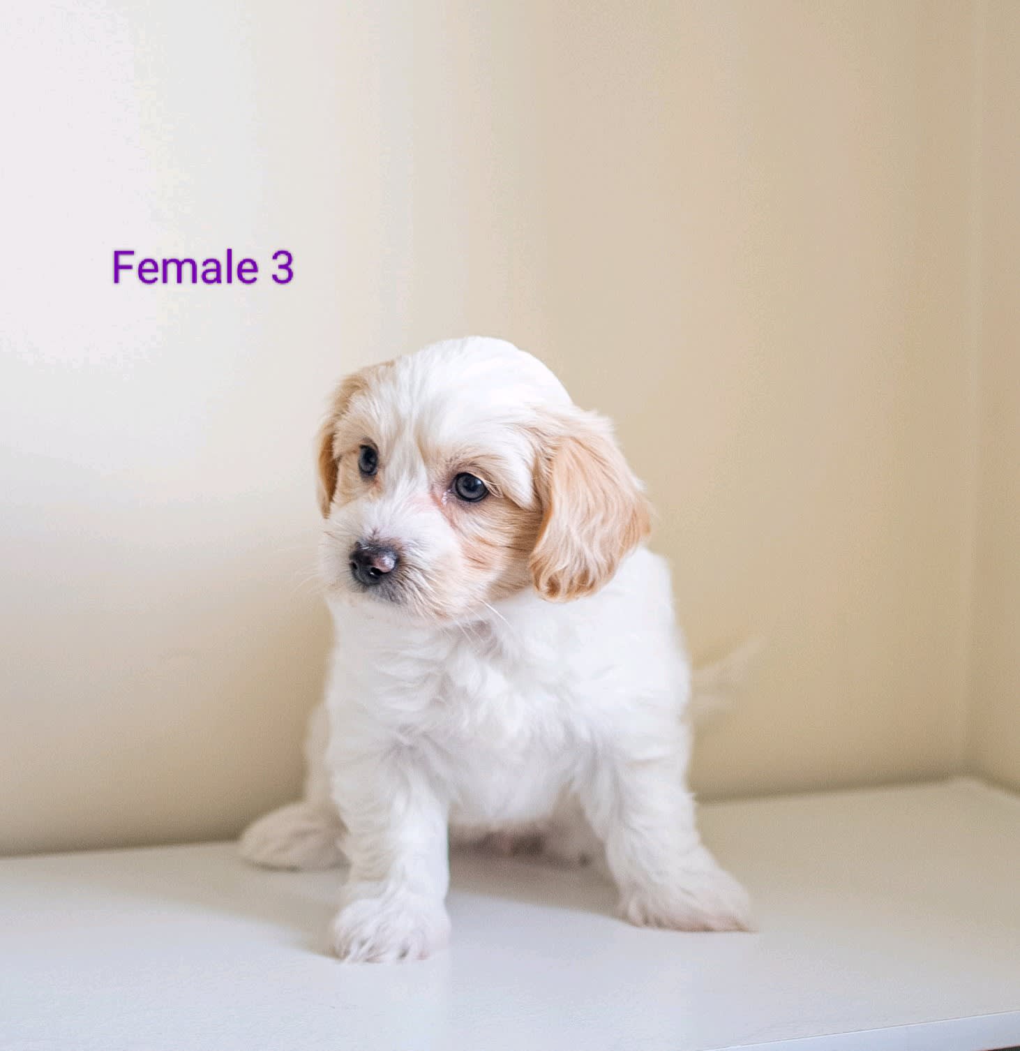 Small female puppies for sales sale