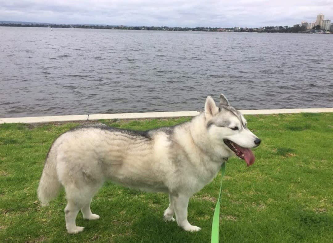 Siberian sales husky gumtree