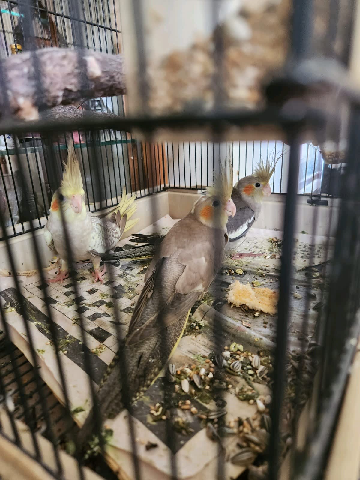 Cockatiel clearance cage gumtree