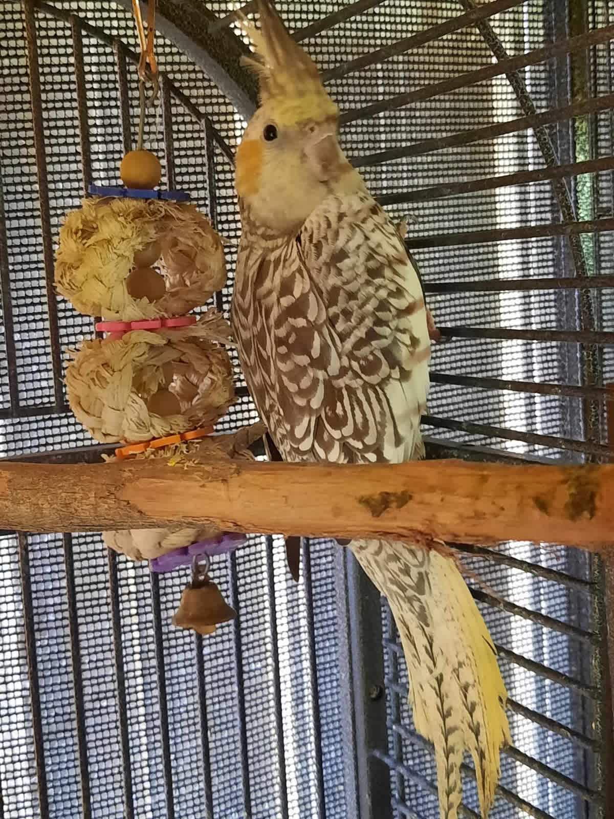 Cockatiels for sale sale gumtree