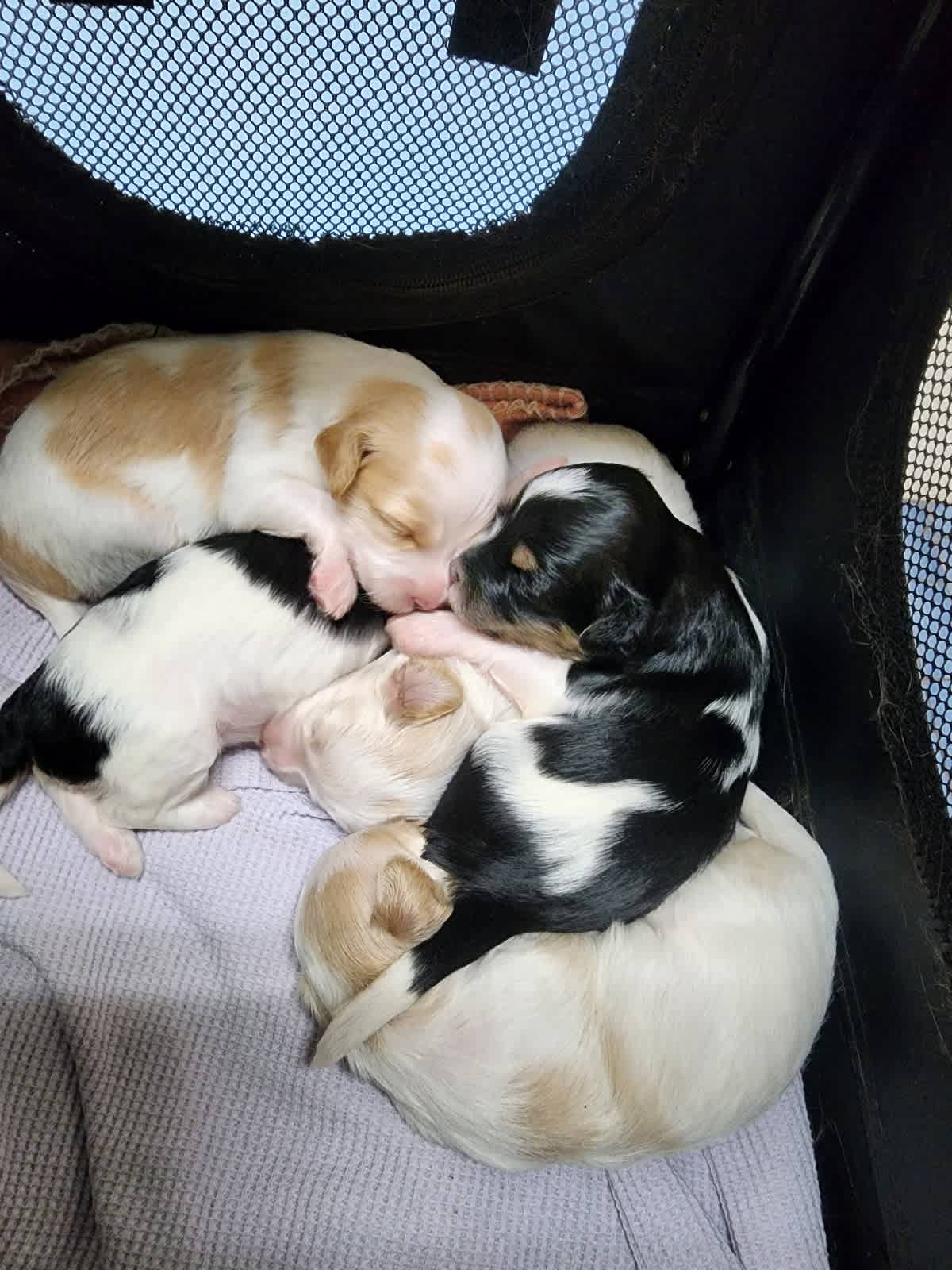 Moodle puppies best sale for sale gumtree