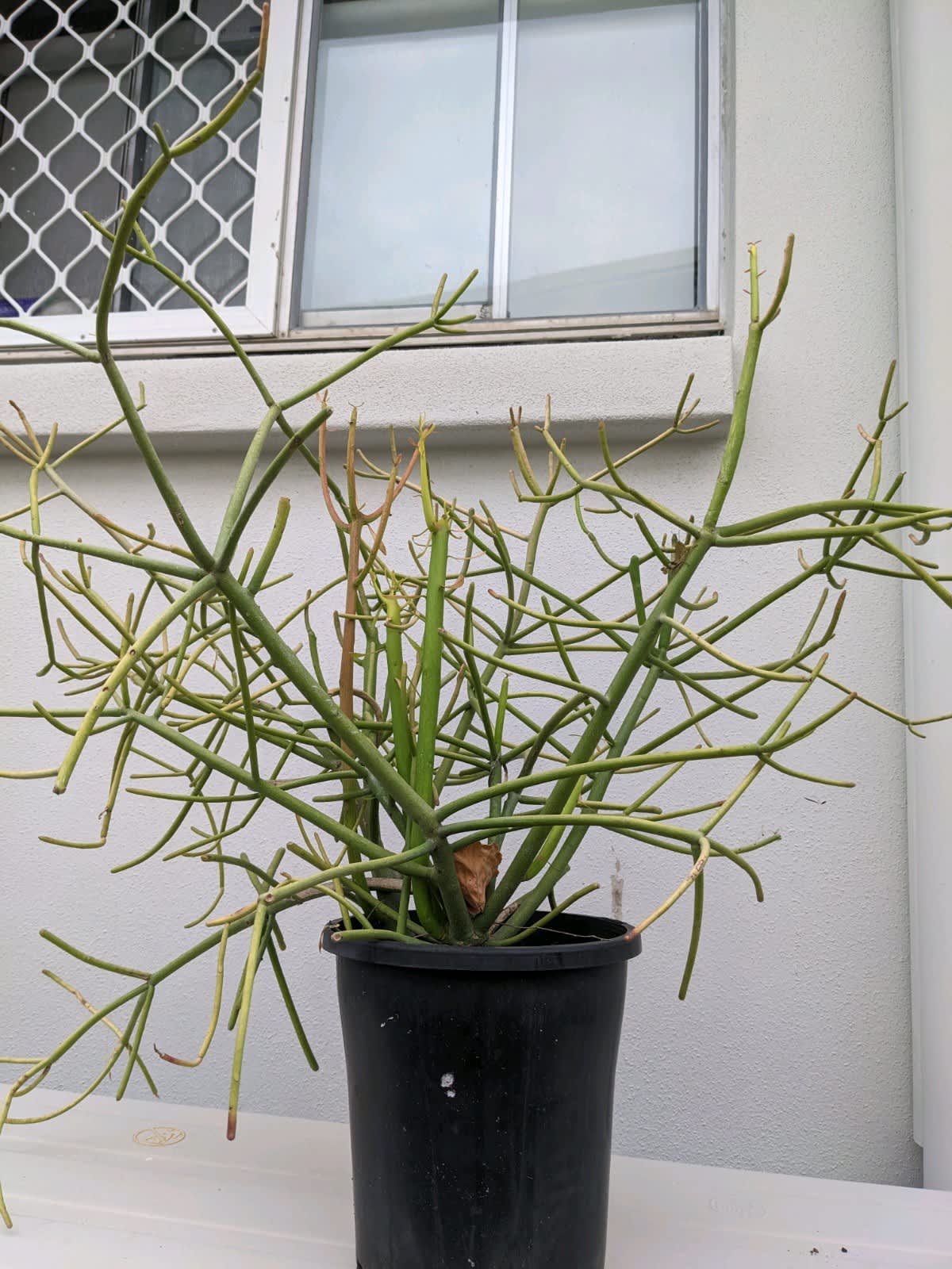 pencil cactus | Plants | Gumtree Australia Free Local Classifieds