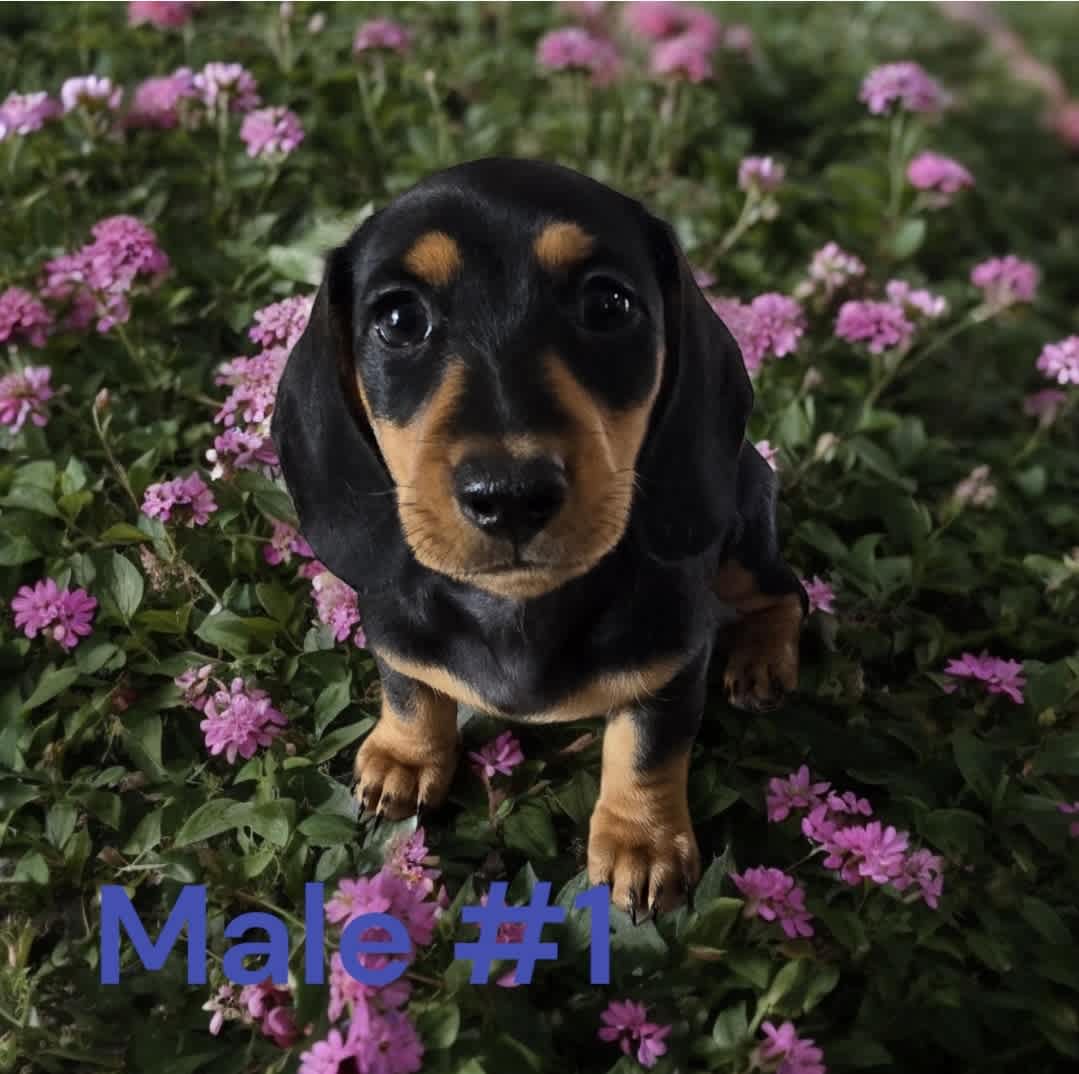 Dachshund cheap puppies gumtree