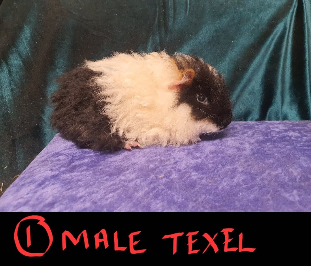 Texel guinea best sale pig price