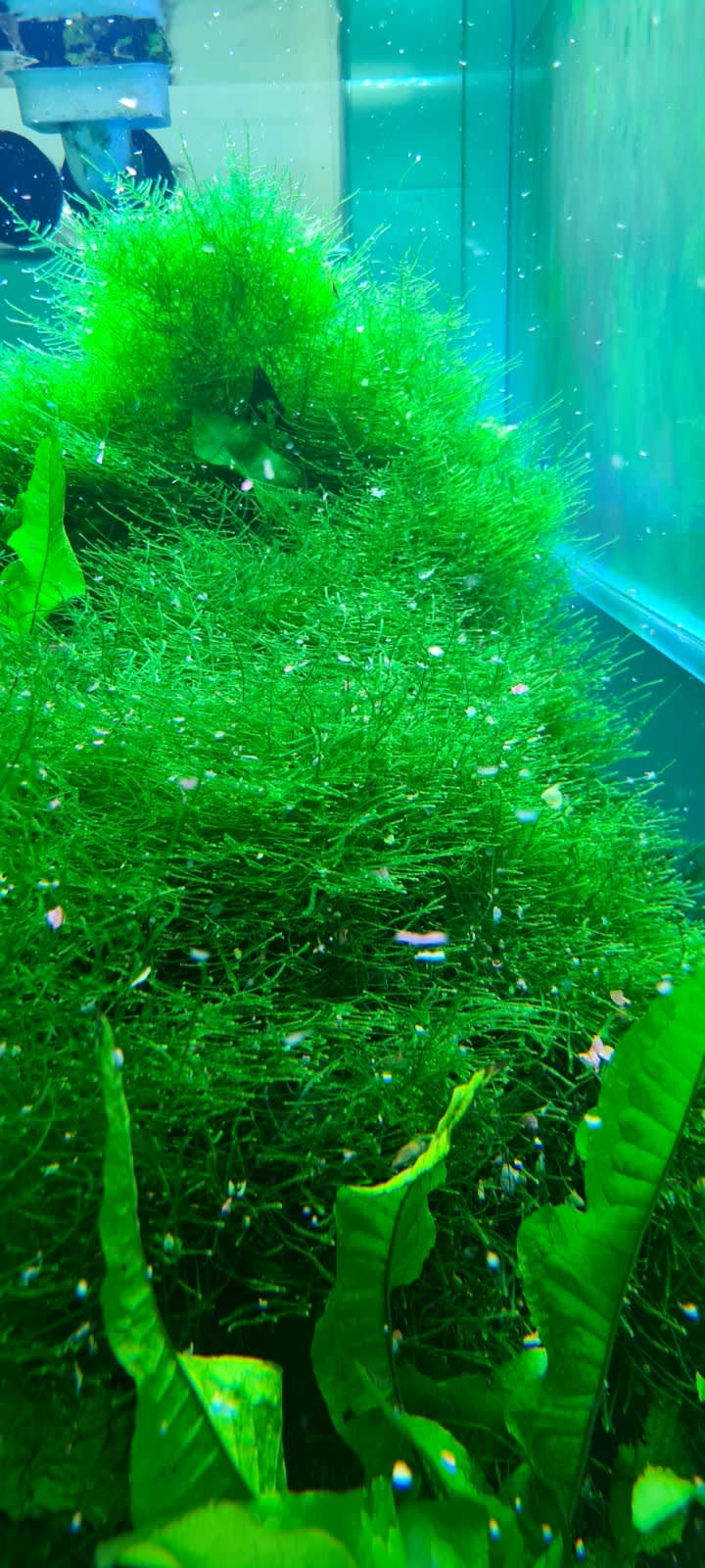 Java Moss (golf ball size)