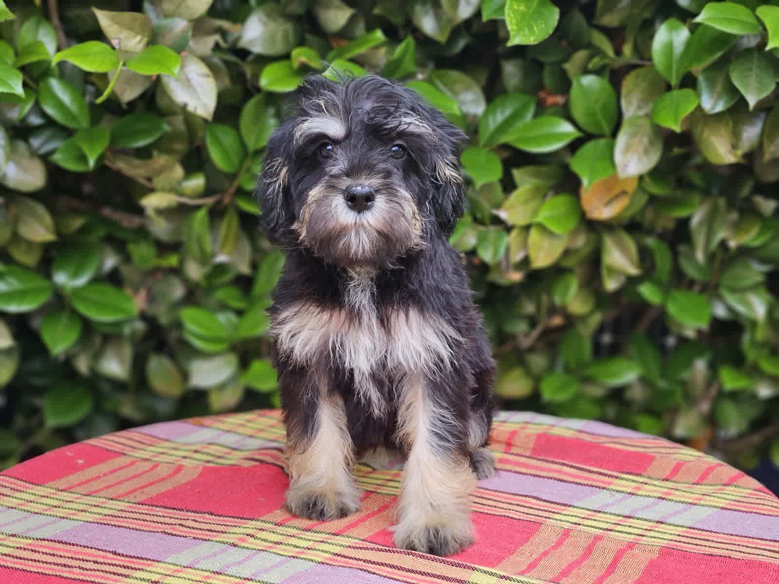 Gumtree deals schnoodle