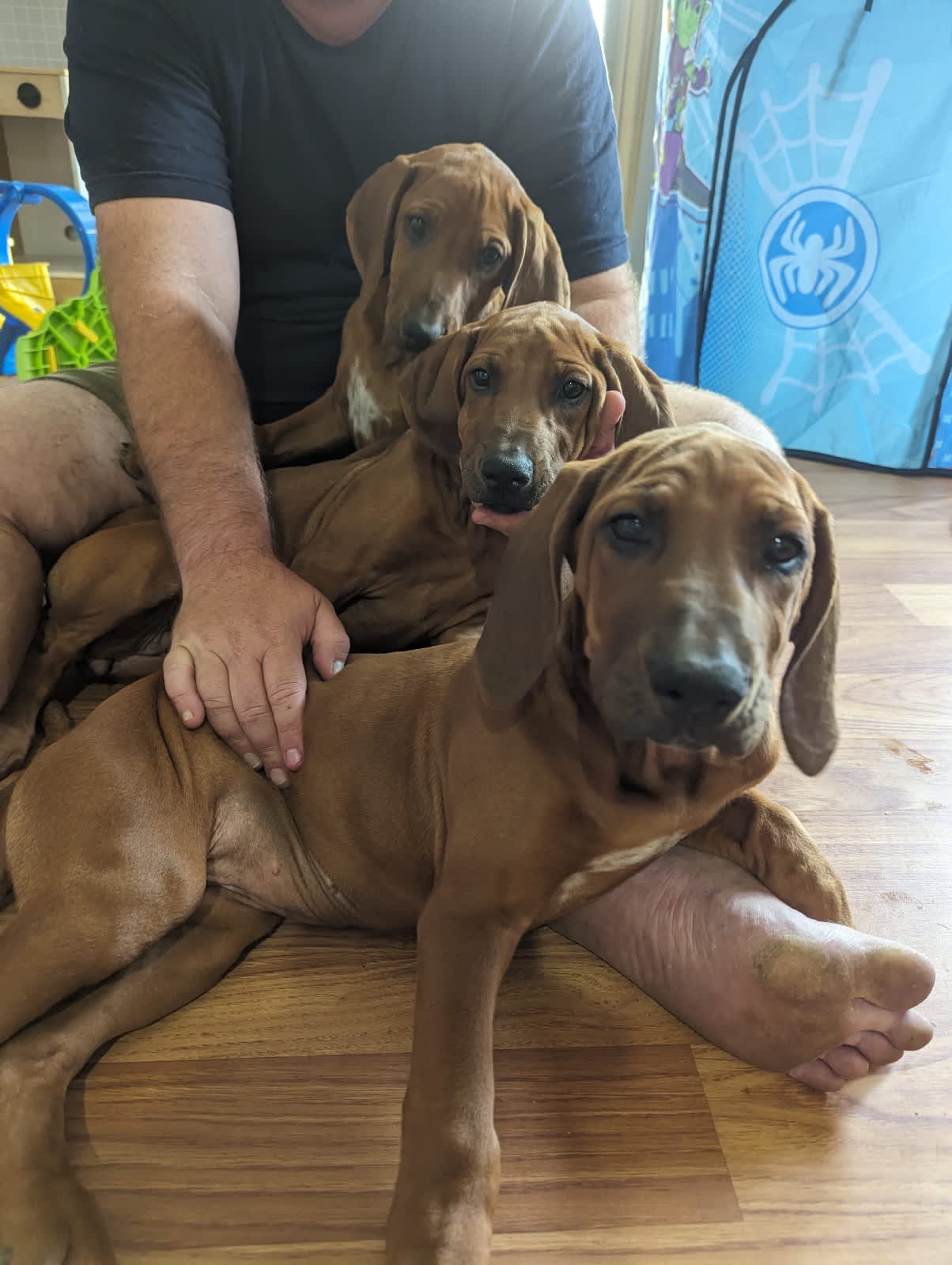 Rhodesian ridgeback hot sale gumtree