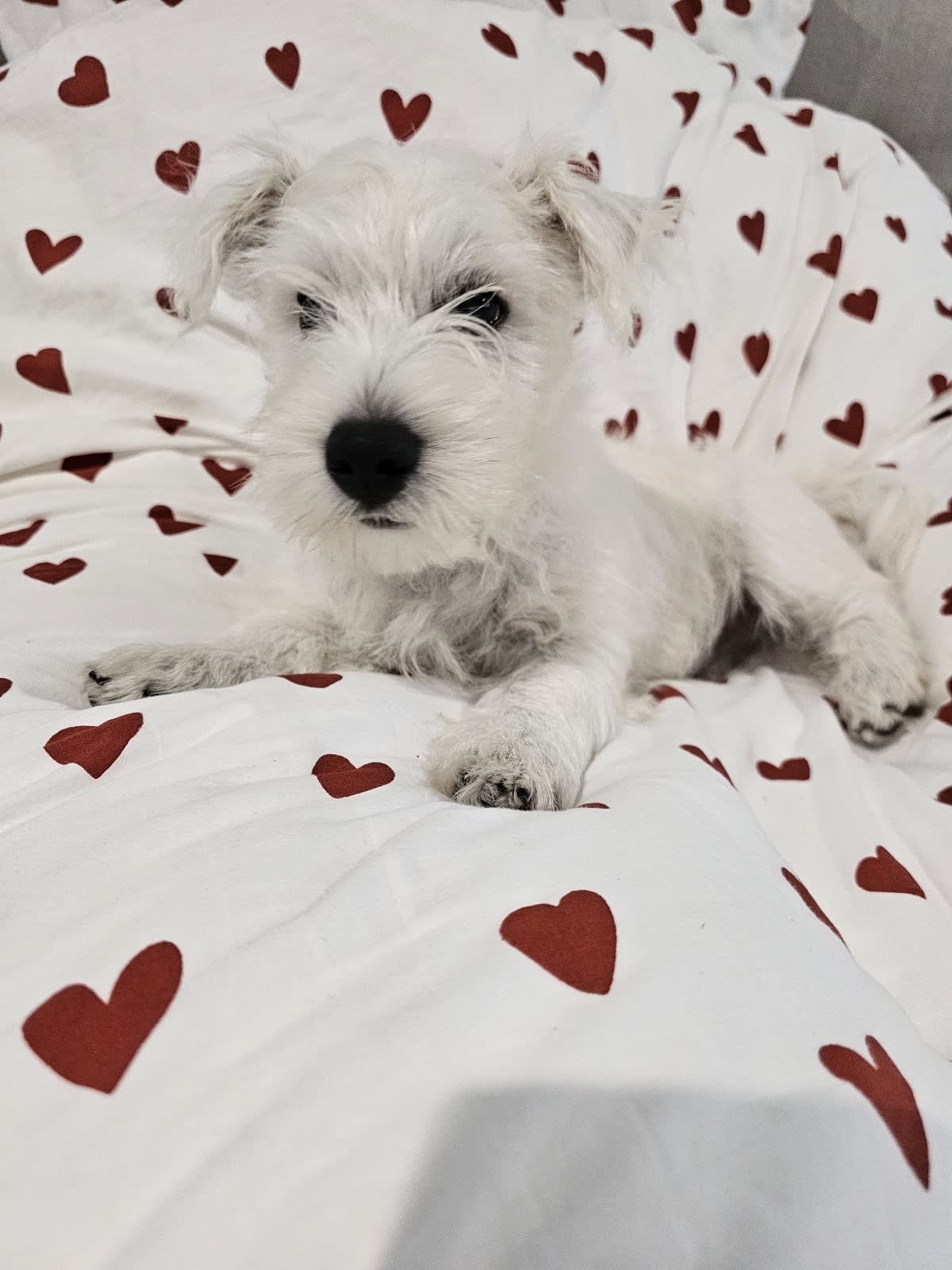 Gumtree westie puppies for 2024 sale