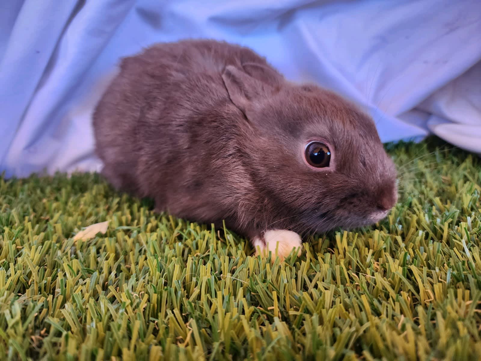 Baby Dwarf Rabbit