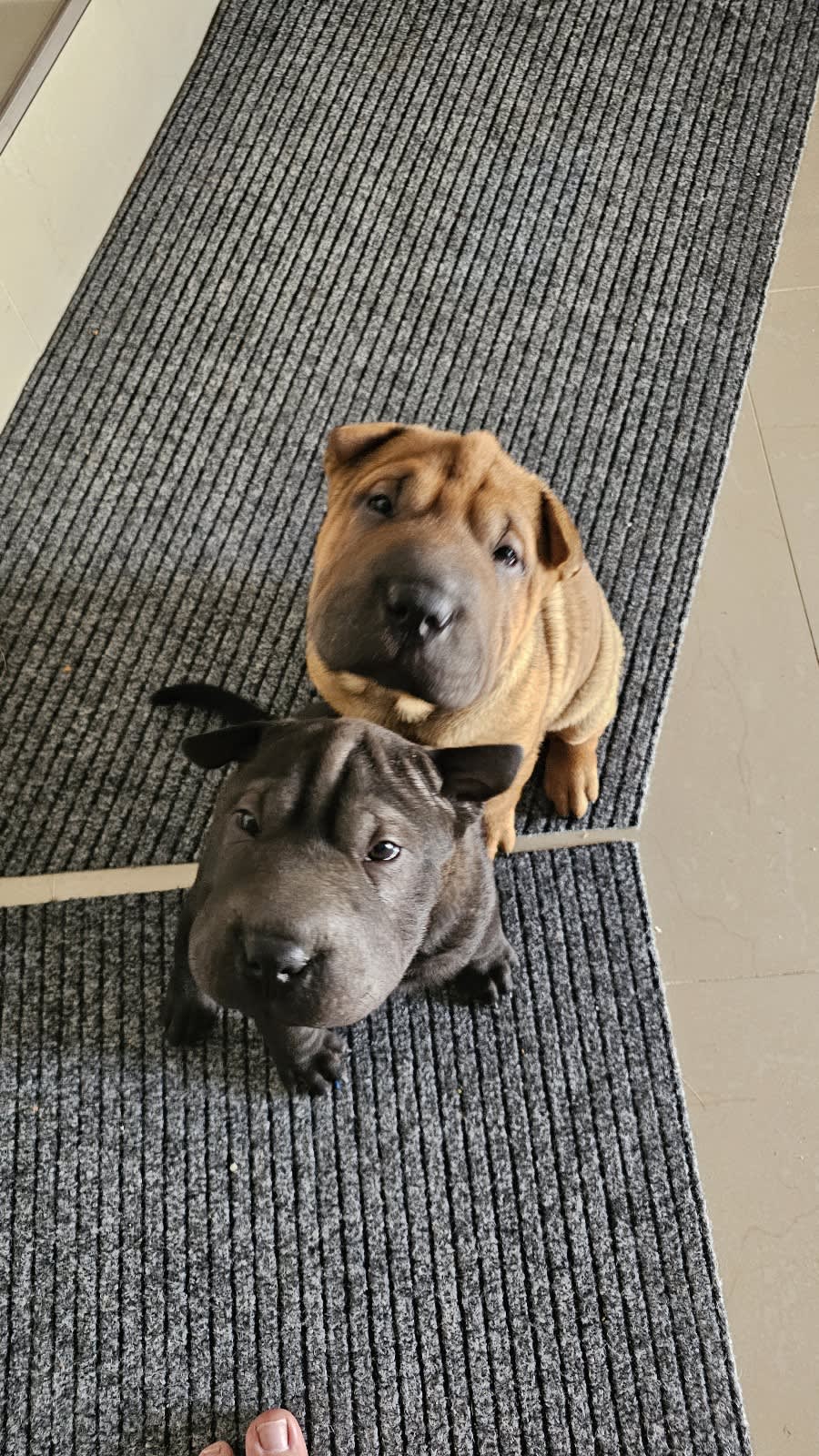 Shar pei for sale sales gumtree