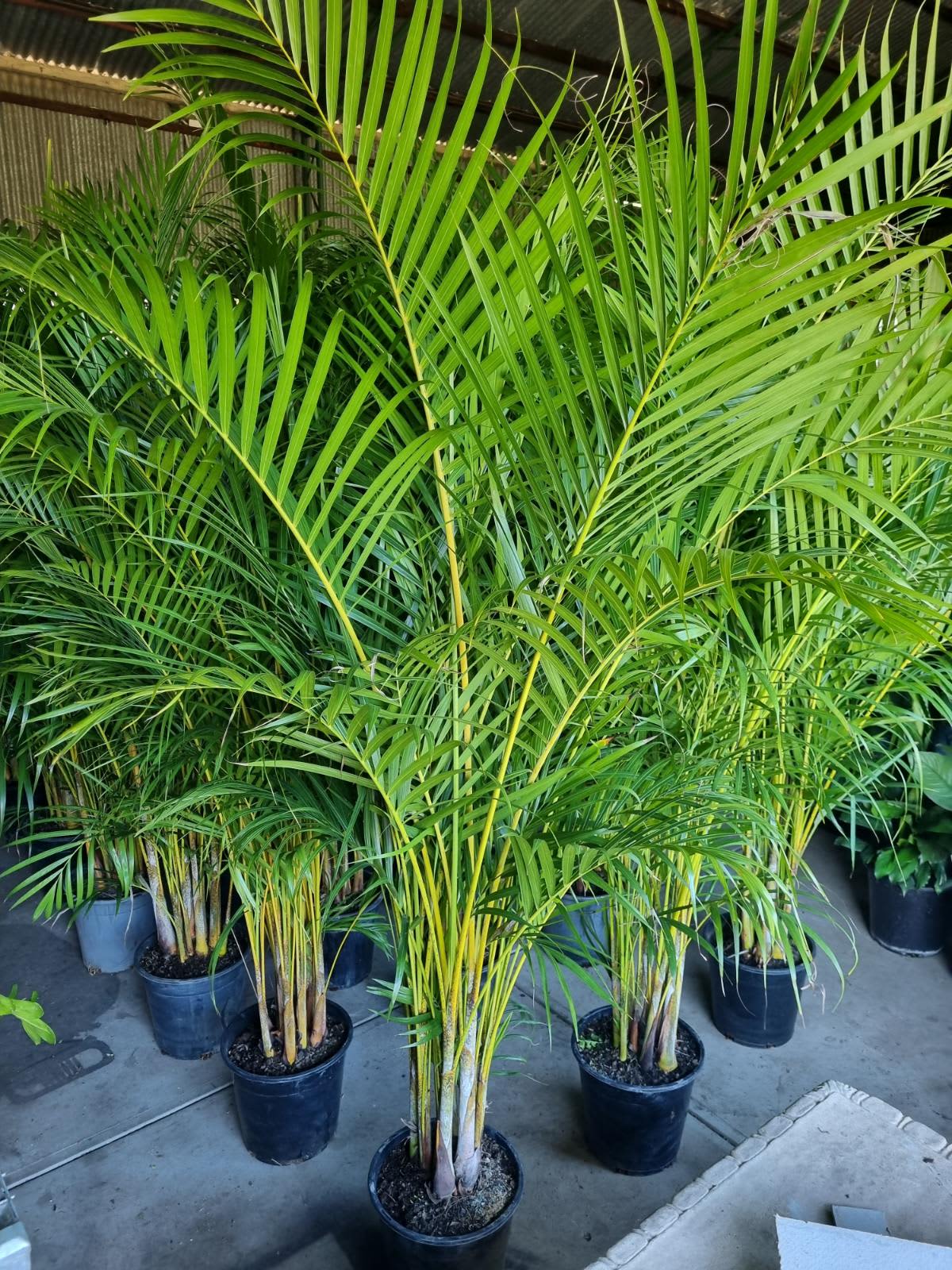 Golden cane palm clearance cats