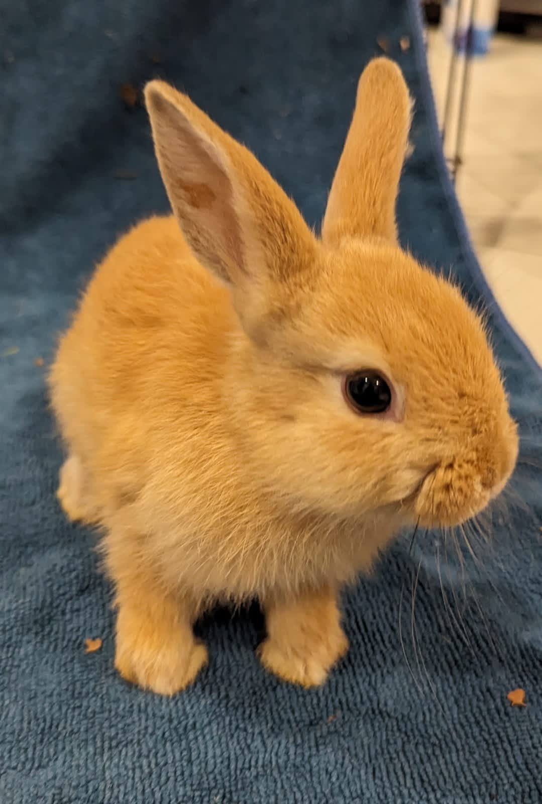 Orange netherland dwarf clearance rabbit for sale