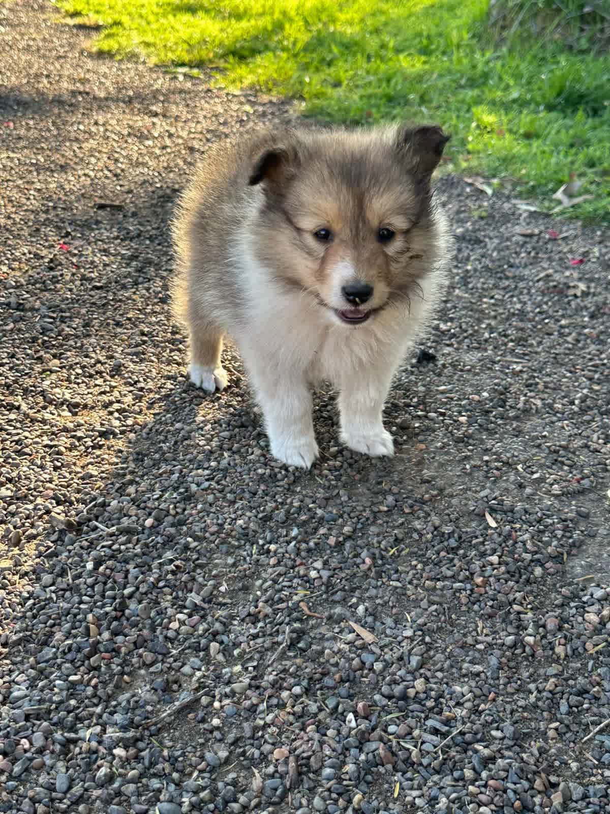 Rough collie puppies shops for gumtree