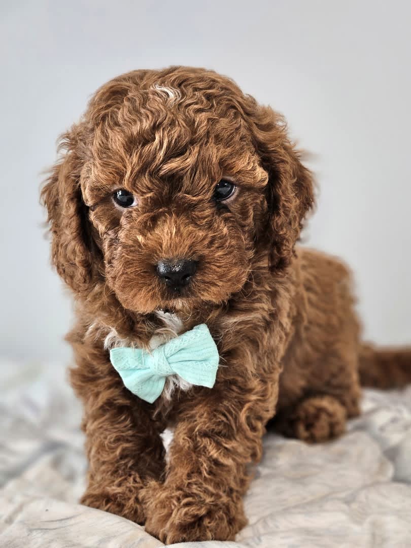 Toy Poodle In Queensland Dogs
