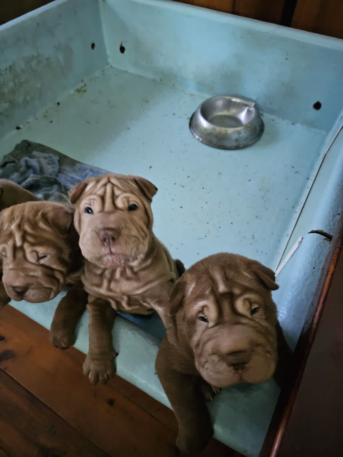 Cheap shar pei cheap puppies for sale