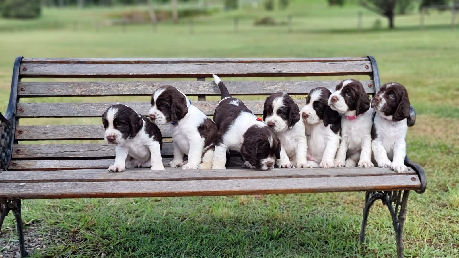 Gumtree 2024 spaniel puppies