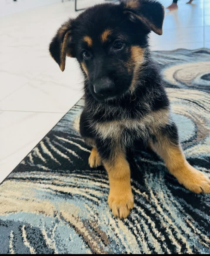 German shepherd puppies for sale sales on gumtree