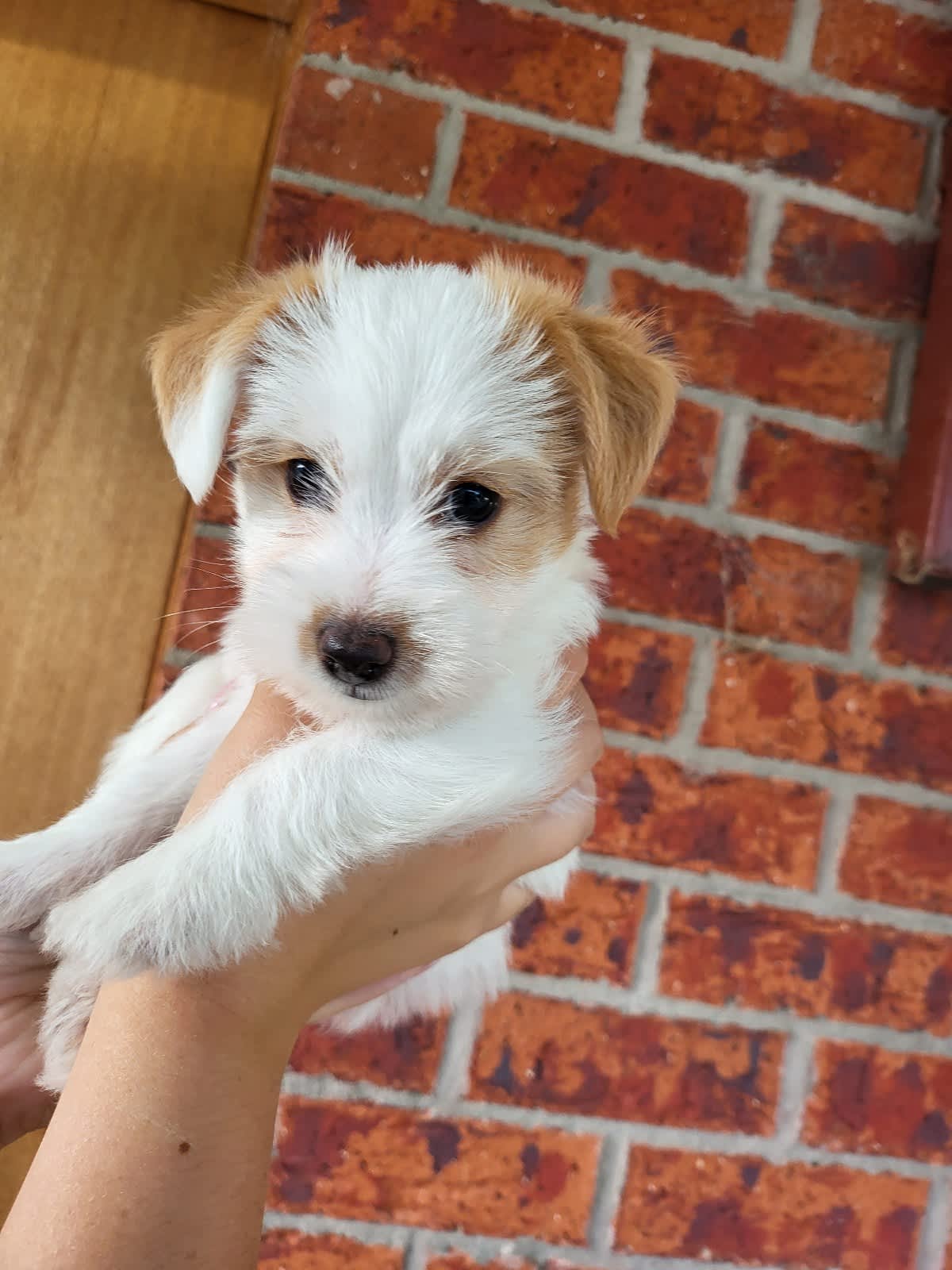 Gumtree west hot sale highland terrier