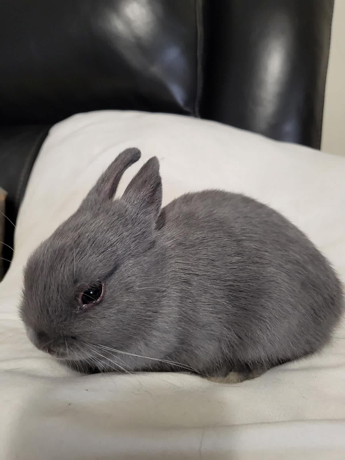 Dwarf sales rabbit price