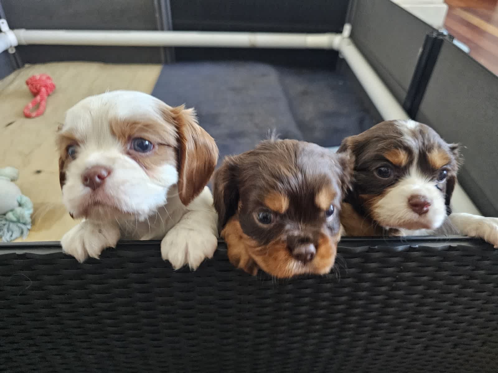 Gumtree king charles fashion cavalier puppies