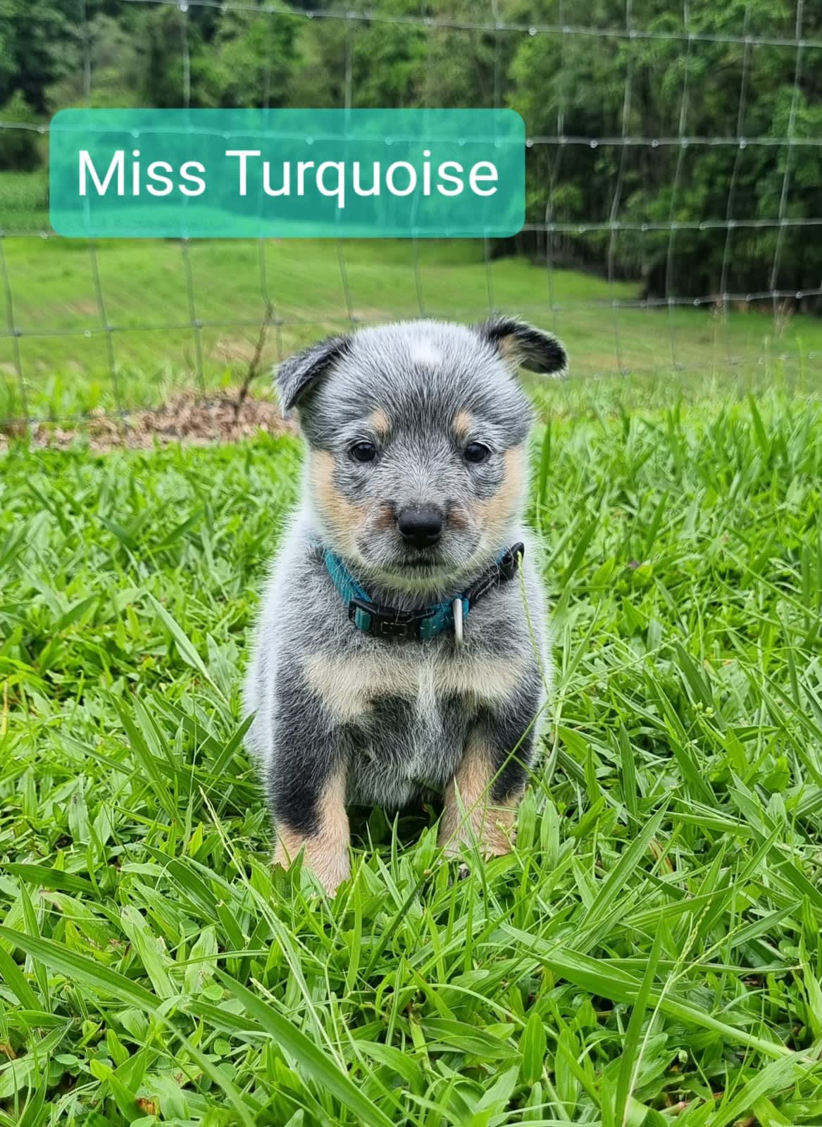 Cattle dog sale gumtree