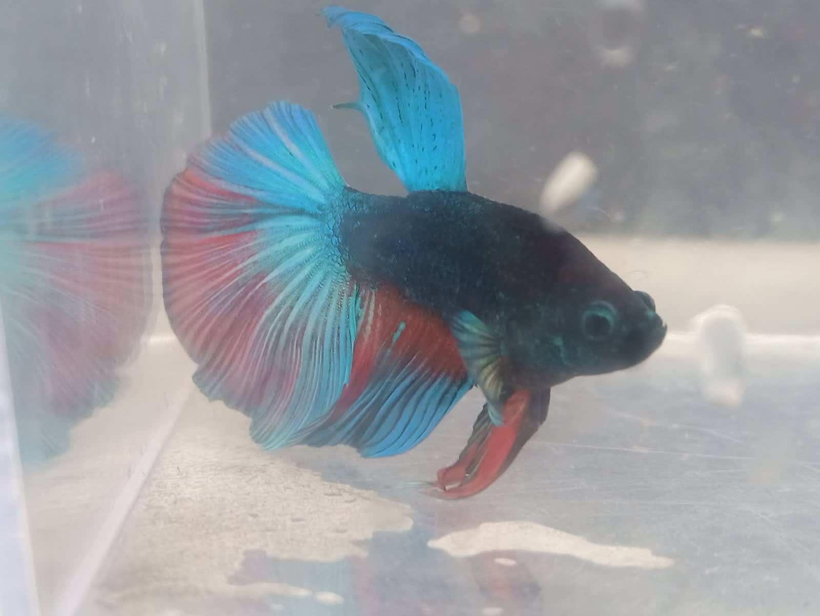 Gumtree hot sale betta fish