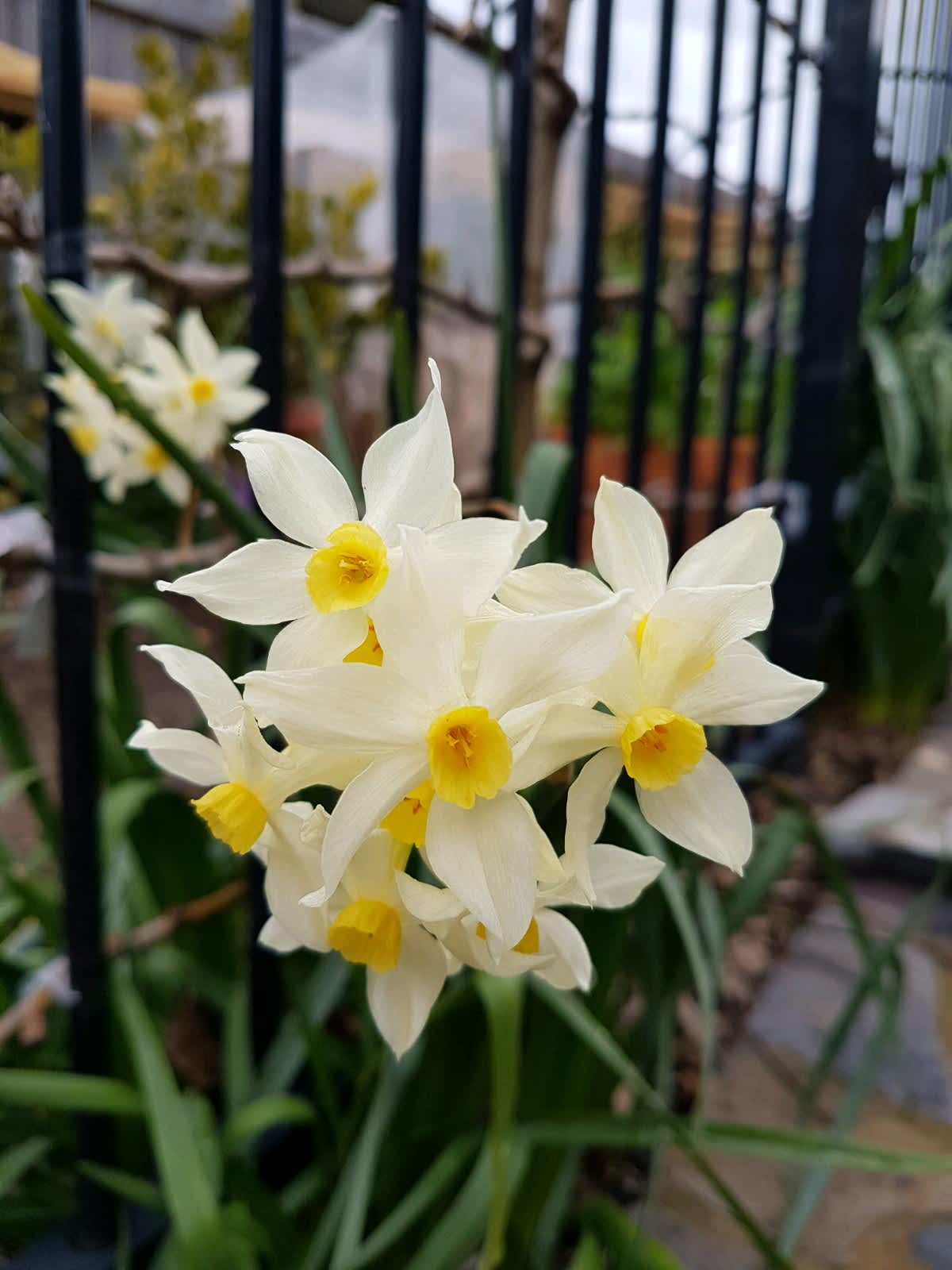 $1 For 3 Local Pickup Only Rare Daffodil Bulbs Mixed Varieties 