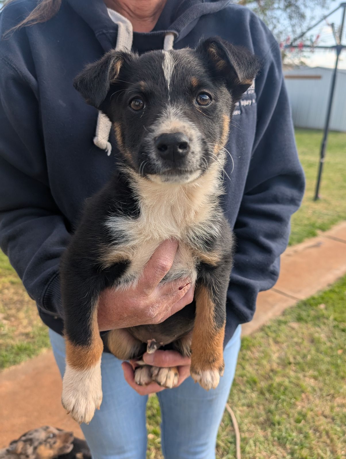 Red Dog Breed Black Kelpie Types Peedahn Large Female Labrador
