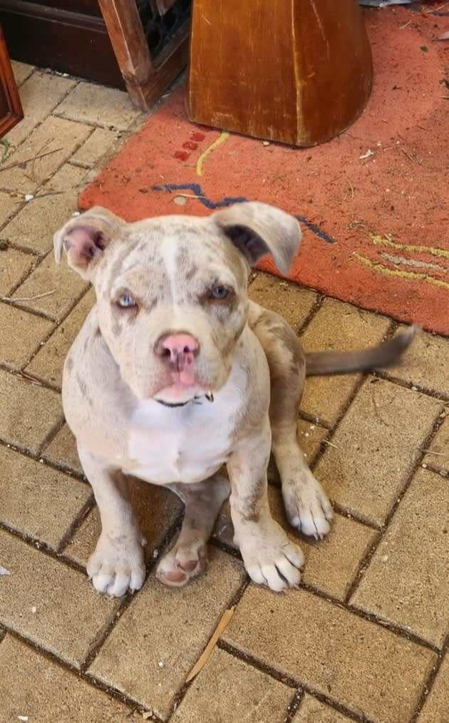 exotic American pocket bullies, Dogs & Puppies, Gumtree Australia  Playford Area - Smithfield